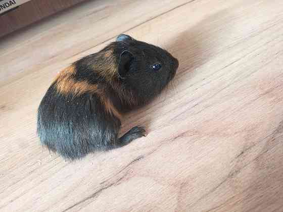 Морская свинка Донецк