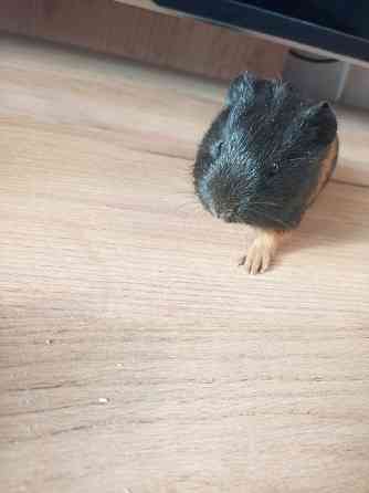 Морская свинка Донецк