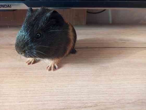 Морская свинка Донецк