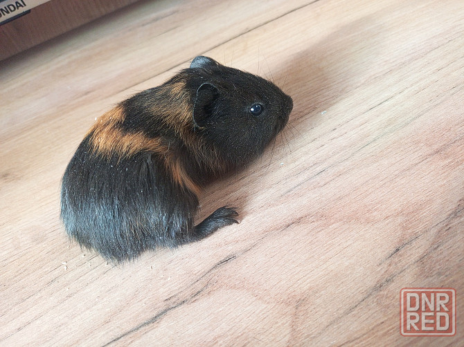 Морская свинка Донецк - изображение 3