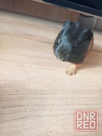 Морская свинка Донецк - изображение 2