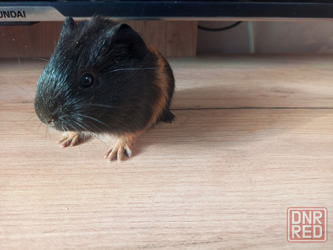 Морская свинка Донецк - изображение 1