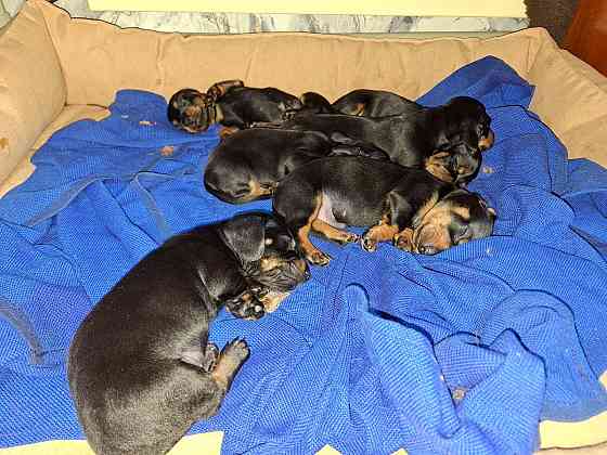 Продам щенков таксы Донецк