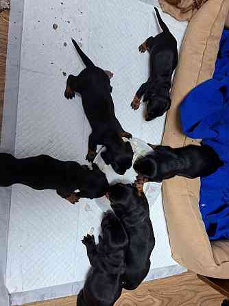 Продам щенков таксы Донецк