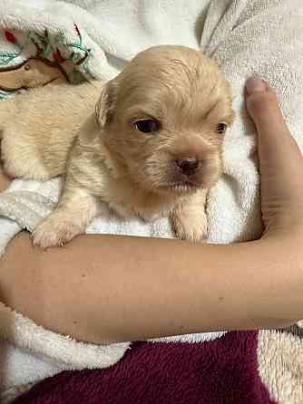 Щенки в хорошие руки Донецк