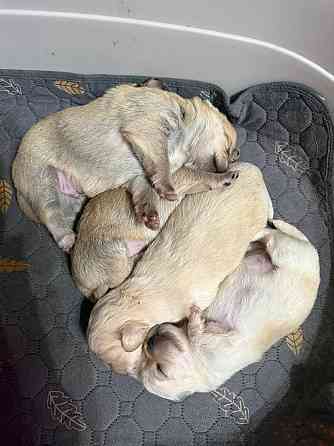 Щенки в хорошие руки Донецк