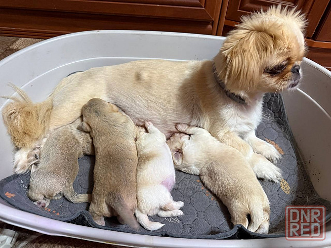 Щенки в хорошие руки Донецк - изображение 2