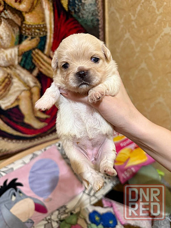 Щенки в хорошие руки Донецк - изображение 4