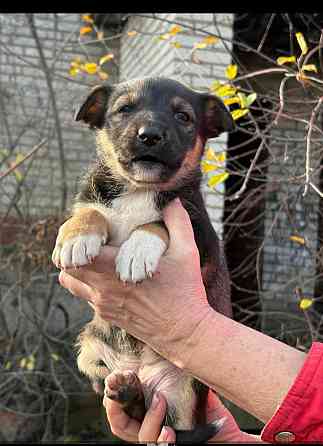 Щенки бесплатно в добрые руки Макеевка