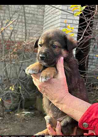 Щенки бесплатно в добрые руки Макеевка