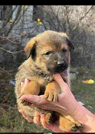 Щенки бесплатно в добрые руки Макеевка