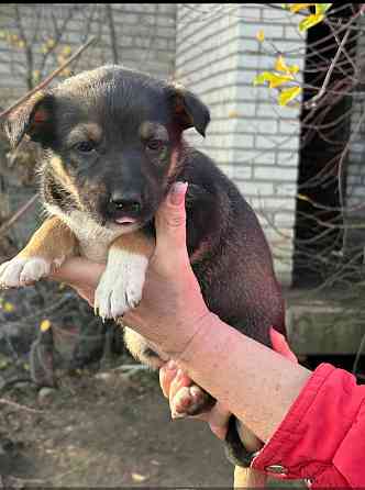 Щенки бесплатно в добрые руки Макеевка