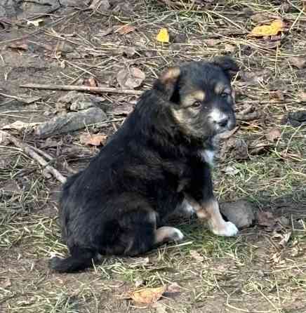 Щенки бесплатно в добрые руки Макеевка