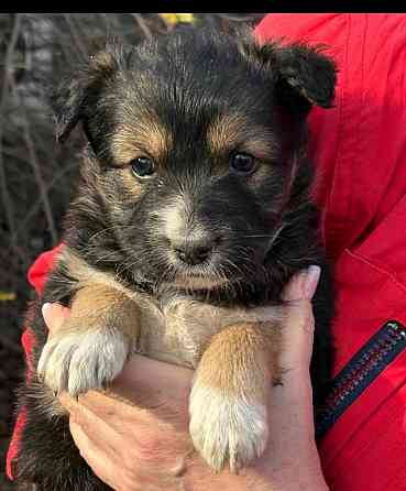 Щенки бесплатно в добрые руки Макеевка