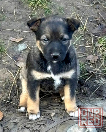 Щенки бесплатно в добрые руки Макеевка - изображение 6