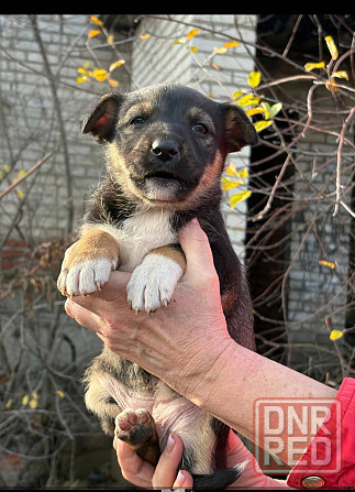 Щенки бесплатно в добрые руки Макеевка - изображение 4