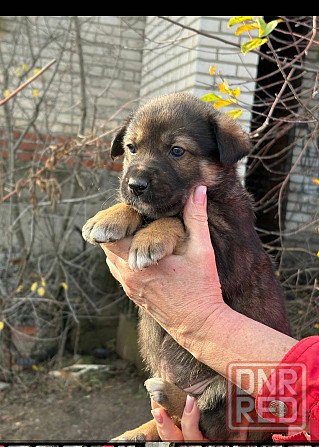 Щенки бесплатно в добрые руки Макеевка - изображение 2