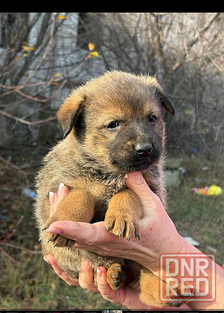Щенки бесплатно в добрые руки Макеевка - изображение 5