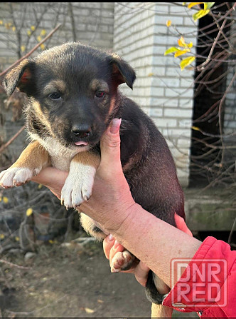 Щенки бесплатно в добрые руки Макеевка - изображение 3