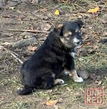 Щенки бесплатно в добрые руки Макеевка - изображение 7