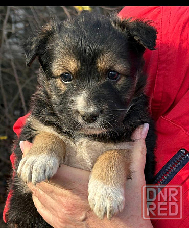 Щенки бесплатно в добрые руки Макеевка - изображение 1