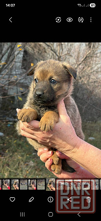 Щенки бесплатно в добрые руки Макеевка - изображение 8