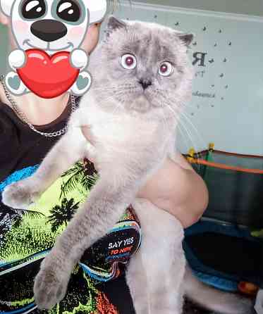 Вязка ,шотландский кот ,фолд! Донецк