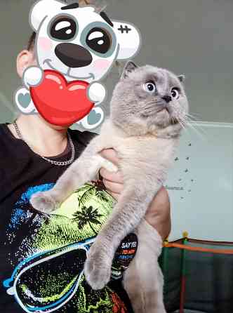 Вязка ,шотландский кот ,фолд! Донецк