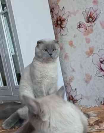 Вязка ,шотландский кот ,фолд! Донецк