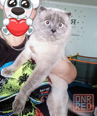 Вязка ,шотландский кот ,фолд! Донецк - изображение 3