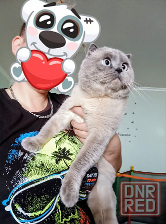 Вязка ,шотландский кот ,фолд! Донецк - изображение 2