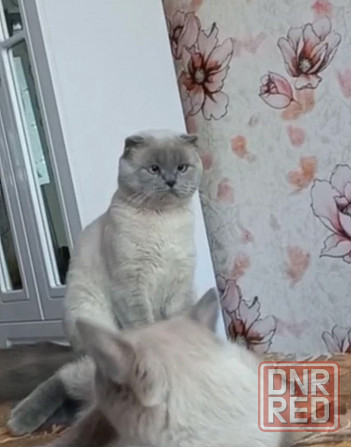 Вязка ,шотландский кот ,фолд! Донецк - изображение 1