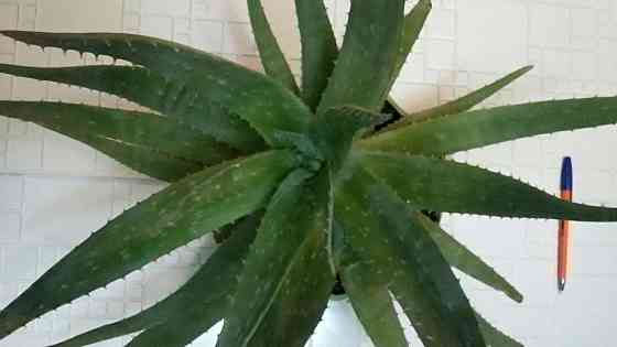 Алоэ вера лекарственный Aloe Vera Донецк