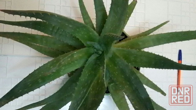 Алоэ вера лекарственный Aloe Vera Донецк - изображение 1