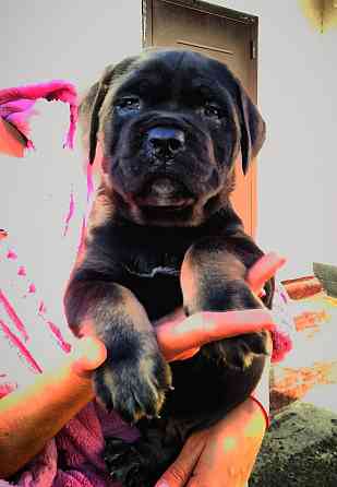 Кане Корсо Мариуполь