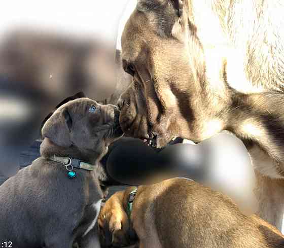 Кане Корсо Мариуполь