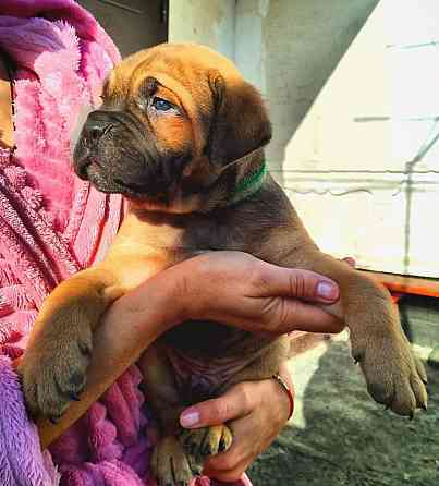 Кане Корсо Мариуполь