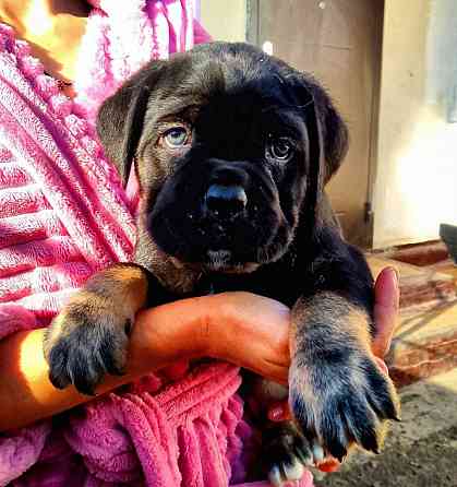 Кане Корсо Мариуполь