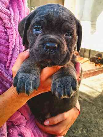 Кане Корсо Мариуполь