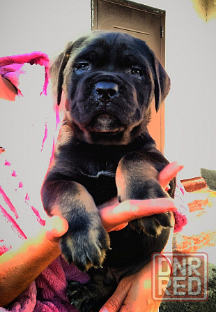 Кане Корсо Мариуполь - изображение 1