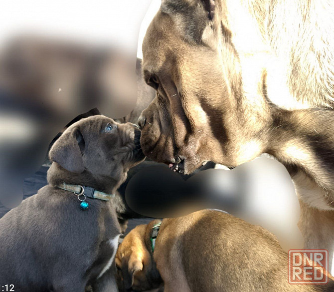 Кане Корсо Мариуполь - изображение 5