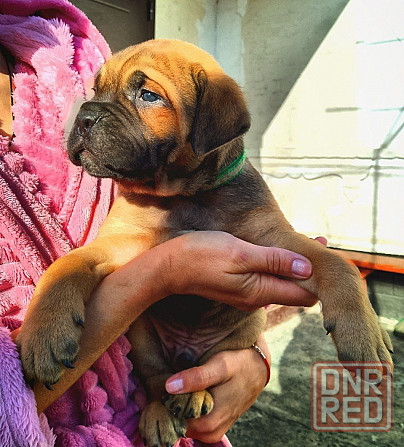 Кане Корсо Мариуполь - изображение 2