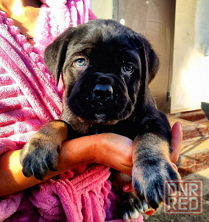 Кане Корсо Мариуполь - изображение 3