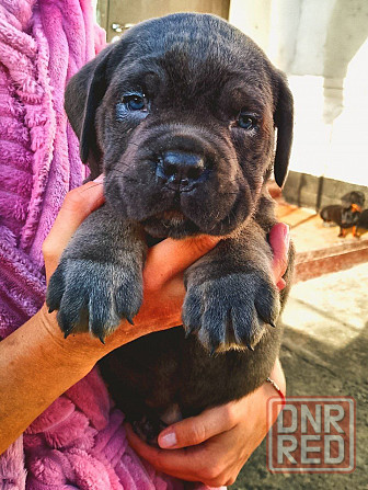 Кане Корсо Мариуполь - изображение 4