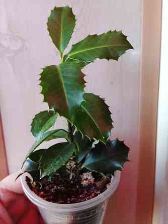 Падуб Донецк