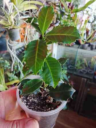 Падуб Донецк