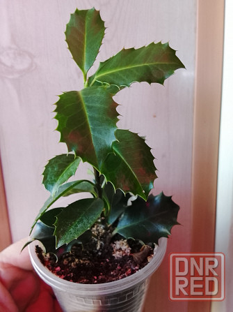 Падуб Донецк - изображение 1