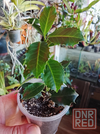 Падуб Донецк - изображение 2