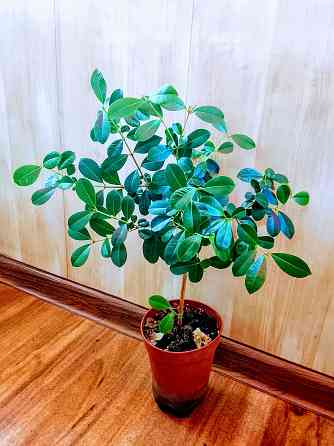 Деревце сизигиума Донецк