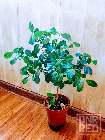 Деревце сизигиума Донецк - изображение 1